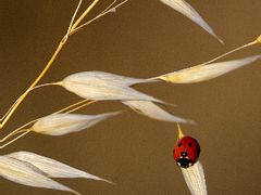 레이디버그 간단썰