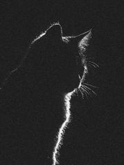 내가 주운 이카냥