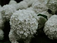 구조선은... 수국