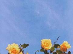 무수히 내리던 봄날의 낙화