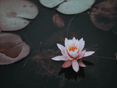 蓮華, 符離集焼鶏 -1