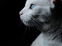 [고죠우타] 사실은 말이야