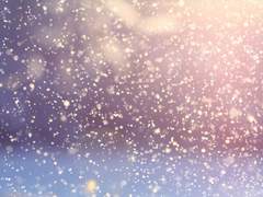 로즈 발렌시아/북극여우/XY