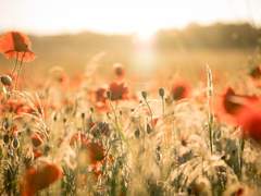 2022. 02. 06 [Come Prima]