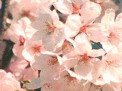 판소리를 내보자꾸나!