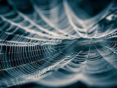 有 丹 유 란/17/타란튤라(거미인수)