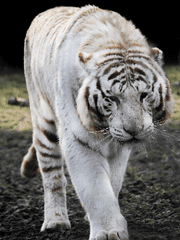 아쿠아츠 가이드버스