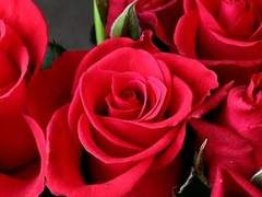 어린 왕자와 붉은 여우