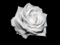 𝐈𝐋𝐋𝐔𝐒𝐈𝐎𝐍