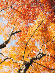 여러 장르 기반캐들