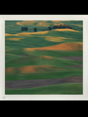 그림자에 비친 몇 송이의 꽃들