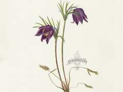 <프롤로그 > 할미꽃