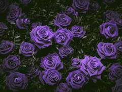 Agnes F. Nocturneㅣ죽음을 먹는 자들