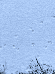 밀레시안의 기록