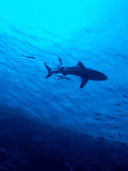 [커뮤] Memento Mori