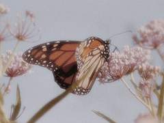 호접지몽 (胡蝶之夢)