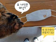 고양이 그림과 창업의 상관관계