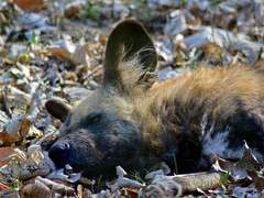 야생의 들개를 본적이 있는가?