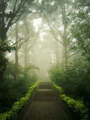 안개 숲의 XX 이야기