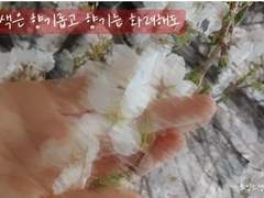 색은 향기롭고, 향기는 화려해도