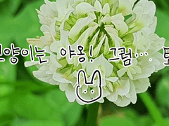 푸른 초원에 토끼 한 마리