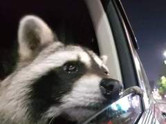 프랑켄 해석 백업 (1)