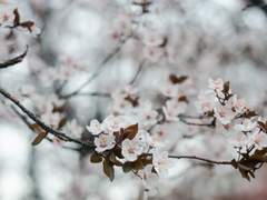 매화향자고한래(梅花香自苦寒來)
