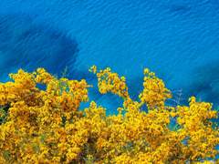 아멜리아 B.페일럿/ 후플푸프