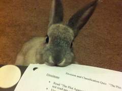 회사갈때토끼데려가도되냐,,,? 1편