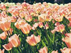 향기로운 장면에