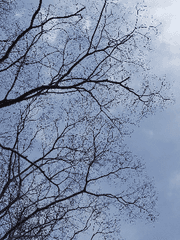 시질녘의 산문시