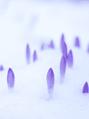 Tempest : 회전하는 윤회의 정원