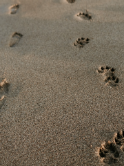 A동 채리하우스