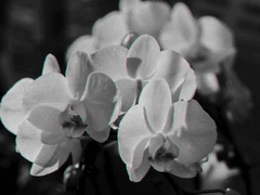 Miller W. Promise ⇻ Phalaenopsis