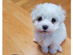 회사갈때토끼데려가도되냐,,,? 2편