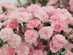 일렁이는 꽃들은 이내 제 색을 놓아버리고.