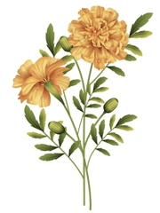 [로맨스] marigold