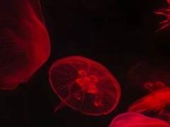 나나모리 하나코 / XX / 18세