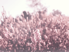 [Adell Fredrihi] 평생 동안 같은 생각에 갇혀 사는 사람