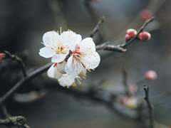 검존이설 / 증명