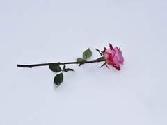 [하나카와 시로히메/XX/19]