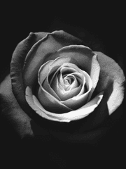 나비들이 찾아가는 안식처_청춘