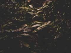 에덴의 동쪽 上