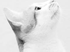 23화: 열 번째 꿈 <요정의 고양이> (2)