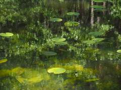 [인표은영] 부평초(浮萍草)