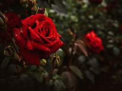 어느 추리 • 공포 소설 작가의 유언