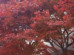 화련 발렌타인 소설