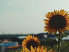 B055 상시 교정 · 첨삭 커미션