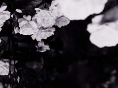 심연 아래 꽃잎에는_