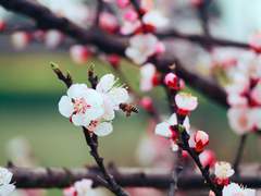 [이토+기영] 교토에는 벚꽃이 이르게 핀다